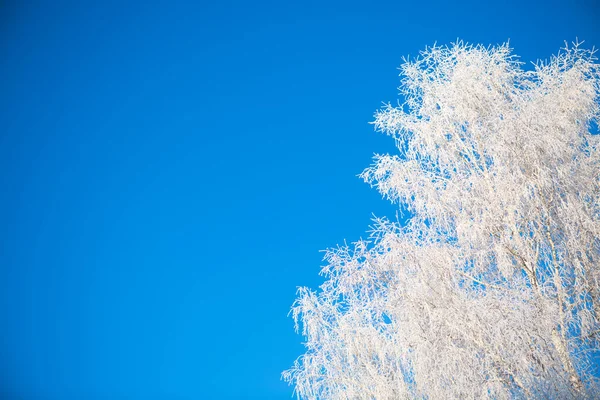 Forêt d'hiver avec arbres couverts de neige et de gel — Photo