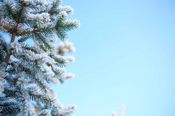 Winterwald mit schnee- und frostbedeckten Bäumen — Stockfoto