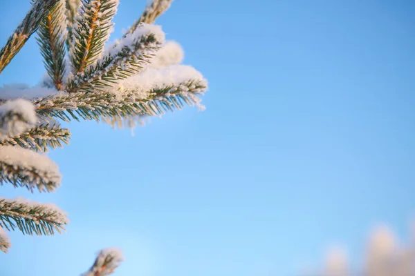 Winterwald mit schnee- und frostbedeckten Bäumen — Stockfoto