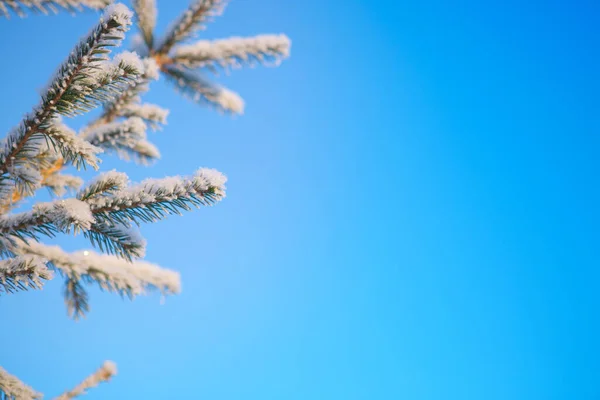 Winterwald mit schnee- und frostbedeckten Bäumen — Stockfoto