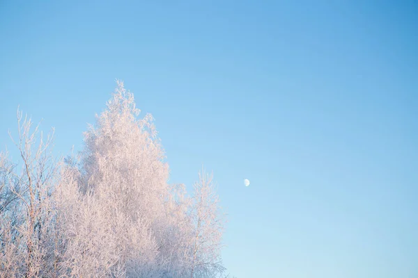 Зимний лес с деревьями, покрытыми снегом и морозом — стоковое фото