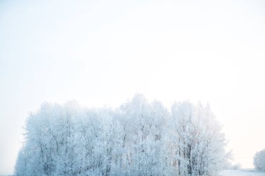 Karla kaplı ağaçlarla kaplı kış ormanı