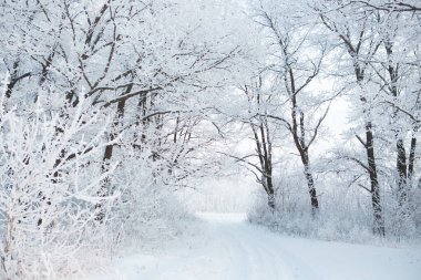 Karla kaplı ağaçlarla kaplı kış ormanı