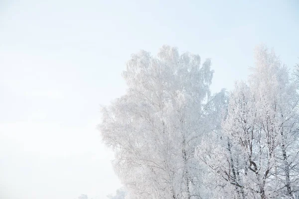冬季森林，树木被冰雪覆盖 — 图库照片