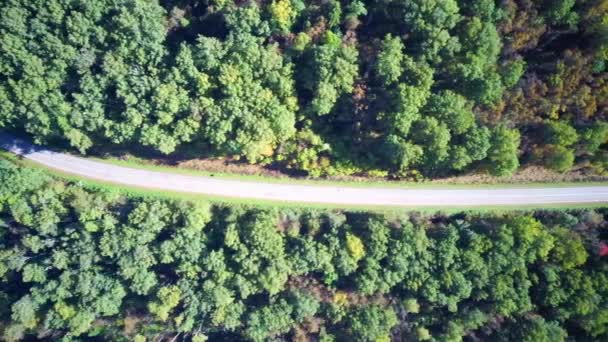 Vídeo aéreo bosque de carretera — Vídeo de stock