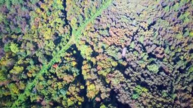 Yazın günbatımında ormanın havadan çekilmiş videosu. Kırsal