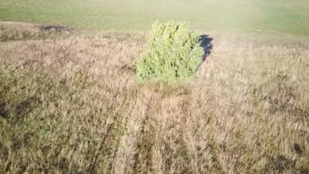 Luchtfoto 's vliegen over een boom en grasveld tijdens zonsondergang in de herfst — Stockvideo