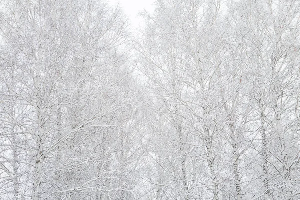 冬日阳光明媚、白雪覆盖的枝条上结冰的桦树 — 图库照片