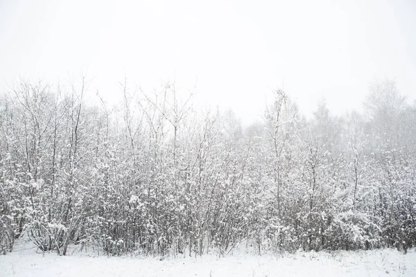 冬天,树枝的质地被厚厚的一层雪覆盖着.1.冻结日 — 图库照片