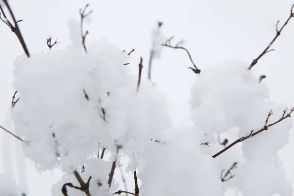 Ramo de árvore com neve aderente em um dia de inverno gelado — Fotografia de Stock
