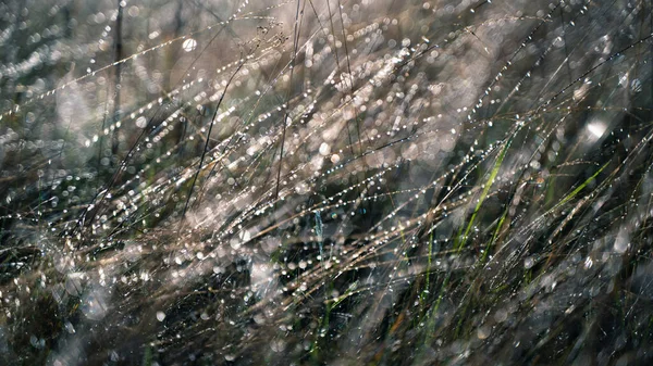 Dry autumn grass with dew drops in the morning — Stock Photo, Image