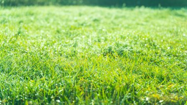 Çiyli yeşil çimenler Sabah şafak sökerken