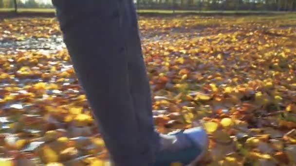 Video av benen på en man i sneakers och jeans gå på fallna höstlöv på en solig varm dag — Stockvideo