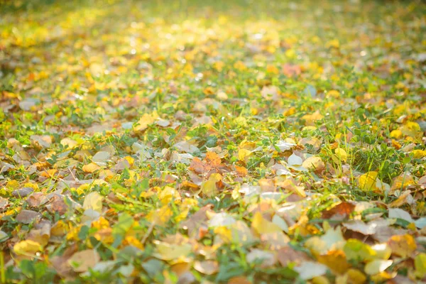 カラフルな秋の紅葉黄色の葉と太陽と美しい秋の風景。公園内のカラフルな葉。落下は自然の背景を残し — ストック写真