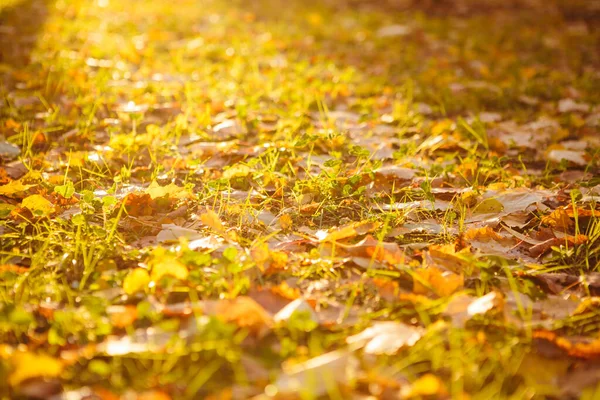 Colorful autumn leaves Beautiful autumn landscape with fallen yellow leaves and sun. Colorful foliage in the park. Falling leaves natural background — Stock Photo, Image