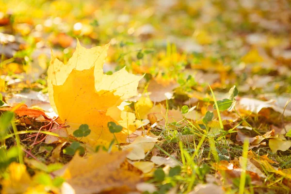 Colorful autumn leaves Beautiful autumn landscape with fallen yellow leaves and sun. Colorful foliage in the park. Falling leaves natural background — Stock Photo, Image