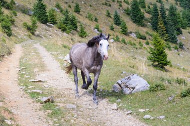 Karpat Dağları'nda yol boyunca bir gri at çalışır