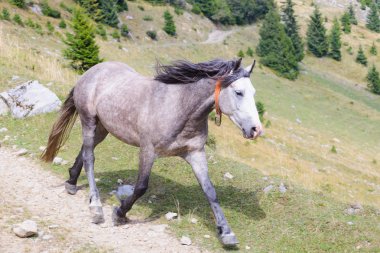 Karpat Dağları'nda yol boyunca bir gri at çalışır