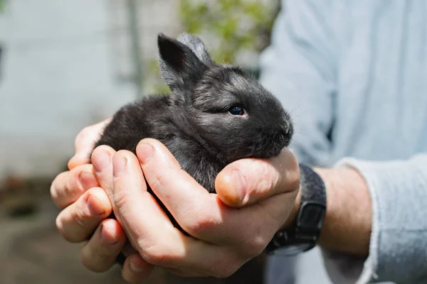 Чорний Маленький Кролик Руці — стокове фото