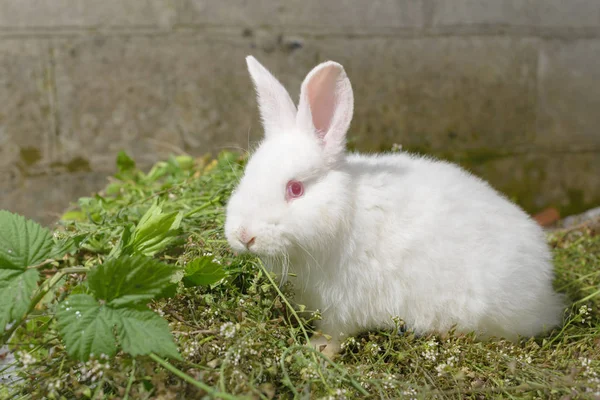 Yeşil Çimenlerin Üzerinde Beyaz Küçük Tavşan — Stok fotoğraf