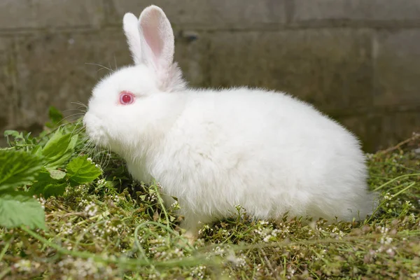 White Little Rabbit Green Grass — Stock Photo, Image