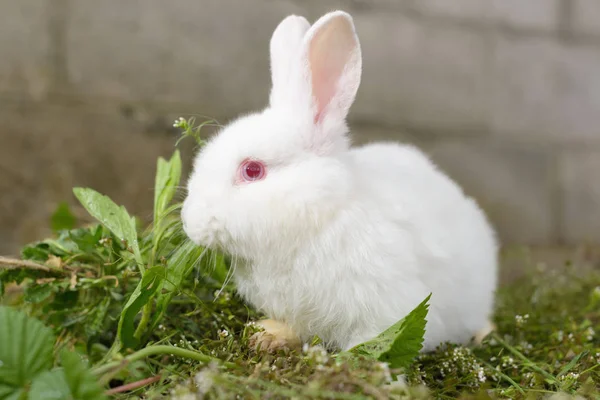 White Little Rabbit Green Grass — Stock Photo, Image