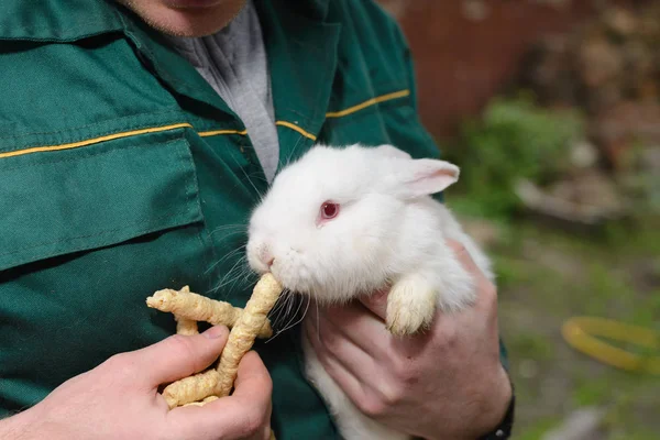 Білий Маленький Кролик Руках — стокове фото