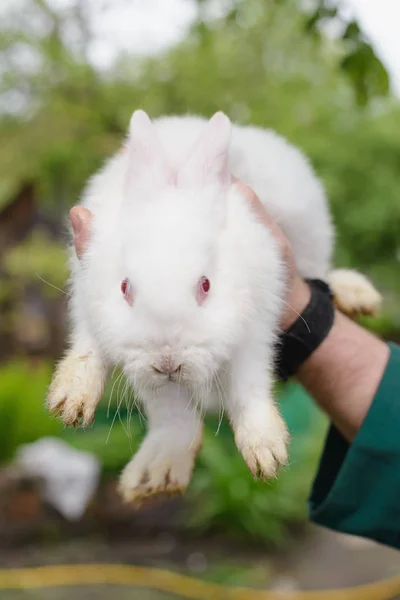 Pequeño Conejo Blanco Mano —  Fotos de Stock