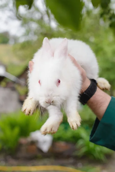 Pequeño Conejo Blanco Mano —  Fotos de Stock