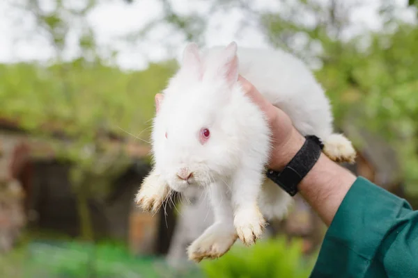 Pequeño Conejo Blanco Mano —  Fotos de Stock