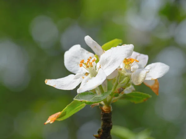 Gyönyörű Virágok Apple — Stock Fotó