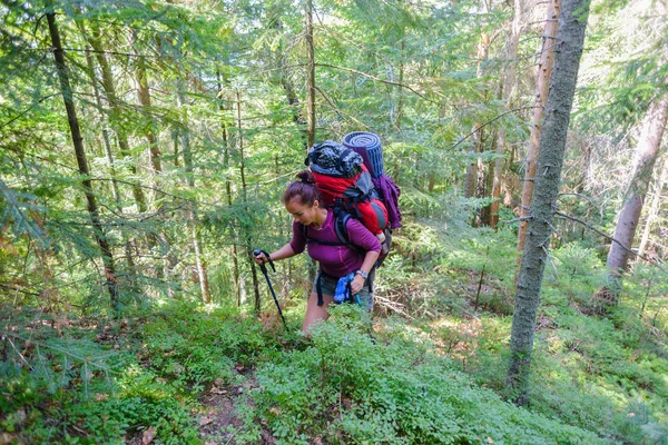 Turistik gezi dağlık alanda. Kız yürüyen Polonyalılar yaslanmış bir sırt çantası ile dağa tırmanıyor. Kız şort ve termal eline kelepçe giymiş. İğne yapraklı orman ve yeşil çim çevresinde. Parlak güneş ışınları