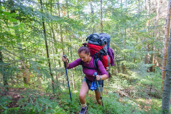 Turistik gezi dağlık alanda. Kız yürüyen Polonyalılar yaslanmış bir sırt çantası ile dağa tırmanıyor. Kız şort ve termal eline kelepçe giymiş. İğne yapraklı orman ve yeşil çim çevresinde. Parlak güneş ışınları