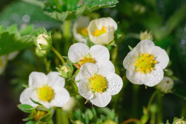Strawberry Flowers Covered Dew Stock Photo