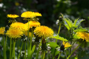 Güzel dandelions bahçede, çiçeklenme yakın atış