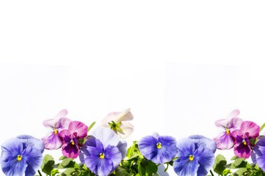 Beautiful pastel coloured pansies background on white clipart