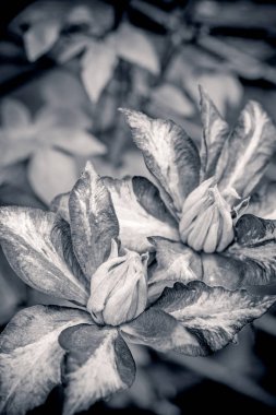Siyah beyaz clematic makro çekim