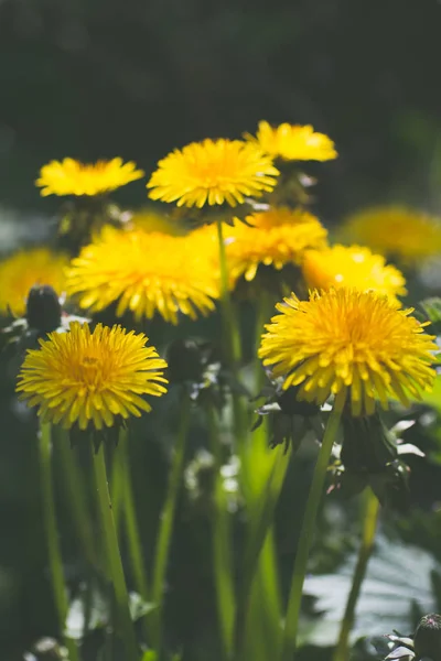 Güzel Dandelions Bahçede Çiçeklenme Yakın Atış — Stok fotoğraf