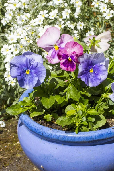 Vackra Pastellfärgade Penséer Som Växer Trädgården Blå Blomkrukan — Stockfoto