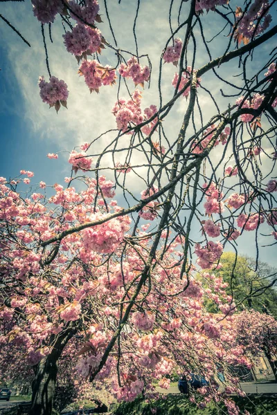Japanska Körsbärsträd Blomma Vintage Stil Grenar Bakgrund — Stockfoto