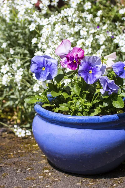 Beautiful Pastel Coloured Pansies Growing Garden Blue Flowerpot — Stock Photo, Image