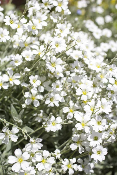 Snow Summer Cerastium Klit Close Tuin — Stockfoto