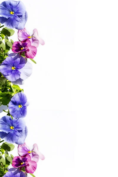 Beautiful Pastel Coloured Pansies Background White — Stock Photo, Image