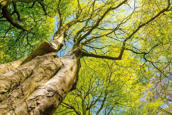 Krásné Obrovské Stromy Větvemi Šíření Jaře Nízký Úhel Pohledu — Stock fotografie