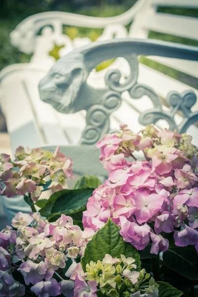 Romantisk Scen Trädgården Med Vit Bänk Och Rosa Hortensia Blommor — Stockfoto
