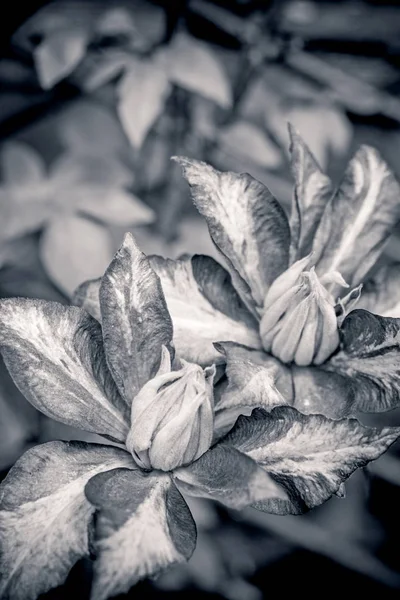 Siyah beyaz clematic makro çekim