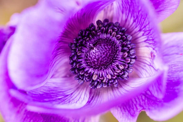 Purple Poppy Flower Macro Shot Details — Stock Photo, Image