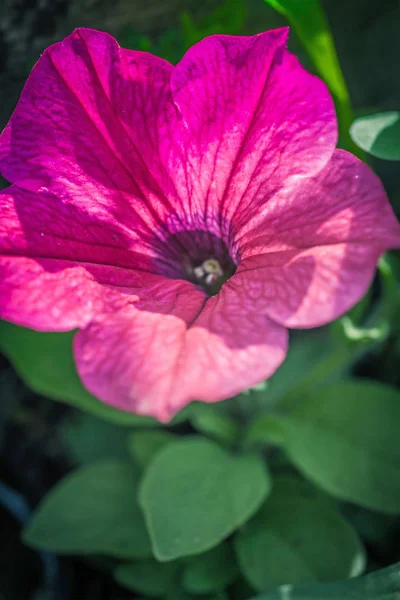 Belle Macro Pétunia Rose Prise Dans Jardin — Photo