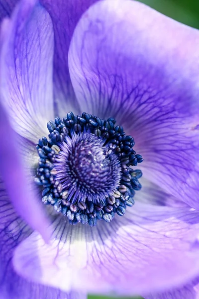 Flor Papoula Roxa Macro Tiro Com Detalhes — Fotografia de Stock