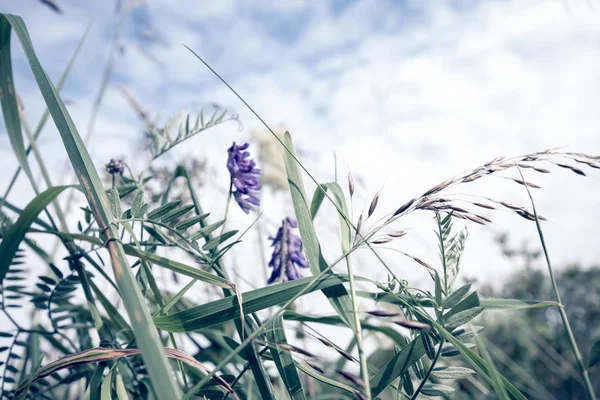 Mooi Zomer Wild Gras Bloemen Close Met Sky — Stockfoto